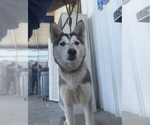 Siberian Husky Dogs for adoption in Bakersfield, CA, USA