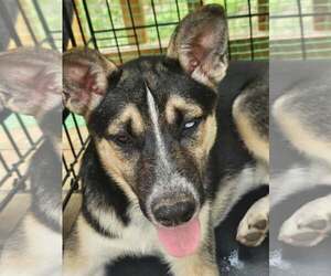 German Shepherd Dog-Unknown Mix Dogs for adoption in Cliffwood, NJ, USA