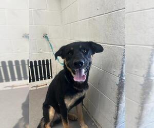 German Shepherd Dog Dogs for adoption in San Bernardino, CA, USA