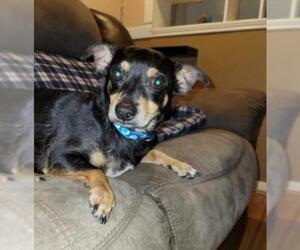 Toy Rat Doxie Dogs for adoption in Rosenberg, TX, USA