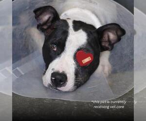 American Staffordshire Terrier-Unknown Mix Dogs for adoption in San Antonio, TX, USA