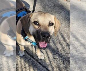 Labrador Retriever Dogs for adoption in San Antonio, TX, USA