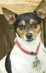 Rat Terrier-Unknown Mix Dogs for adoption in Potsdam, NY, USA