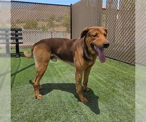 Shepradors Dogs for adoption in Norco, CA, USA