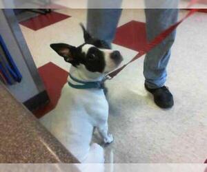 American Boston Bull Terrier Dogs for adoption in Plano, TX, USA