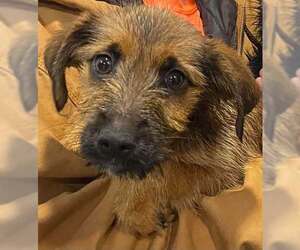 Mutt Dogs for adoption in Lewistown, PA, USA