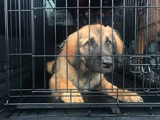 Leonberger Dogs for adoption in Southampton, NY, USA