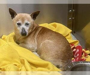 Chihuahua-Unknown Mix Dogs for adoption in Orange, CA, USA