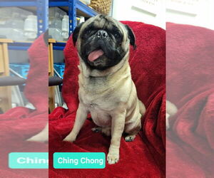 Pug Dogs for adoption in Richmond, IN, USA