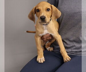 Beagle-Vizsla Mix Dogs for adoption in Princeton, MN, USA