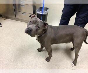 Mutt Dogs for adoption in Riverside, CA, USA