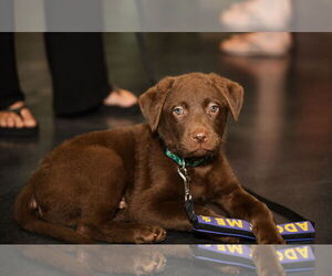 Collie-Labrador Retriever Mix Dogs for adoption in St. Louis Park, MN, USA