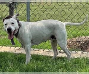 American Staffordshire Terrier-Unknown Mix Dogs for adoption in San Antonio, TX, USA