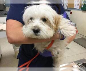Maltese Dogs for adoption in Riverside, CA, USA