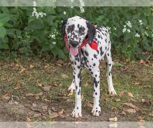 Dalmatian Dogs for adoption in Belleville, IL, USA