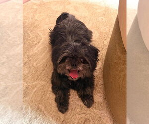 Shih Tzu-Unknown Mix Dogs for adoption in Glen Haven, WI, USA