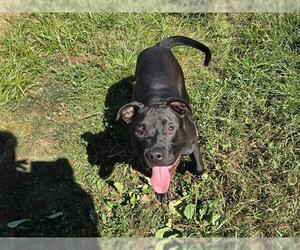 American Pit Bull Terrier Dogs for adoption in Center Township, PA, USA