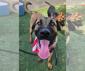 Anatolian Shepherd-Unknown Mix Dogs for adoption in Lakewood, CO, USA