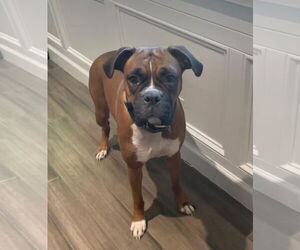 Boxer Dogs for adoption in Woodbury, MN, USA