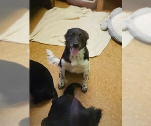 Sheprador Dogs for adoption in Orangeburg, SC, USA
