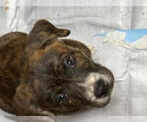 Medium Photo #1 Labrador Retriever-Unknown Mix Puppy For Sale in Hewitt, NJ, USA