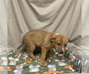German Shepherd Dog-Unknown Mix Dogs for adoption in Modesto, CA, USA