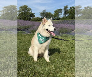 Alusky Dogs for adoption in Williamsburg, IA, USA