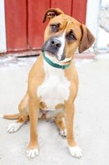 Boxador Dogs for adoption in Fargo, ND, USA