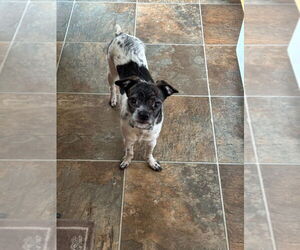 Chihuahua-Unknown Mix Dogs for adoption in Salt Lake City, UT, USA