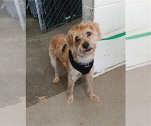 Mutt Dogs for adoption in San Bernardino, CA, USA