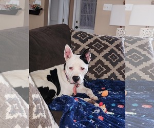 Bullypit Dogs for adoption in Oakhurst, NJ, USA