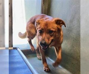 German Shepherd Dog-Unknown Mix Dogs for adoption in Downey, CA, USA