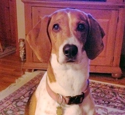 English Foxhound Dogs for adoption in Boonton, NJ, USA
