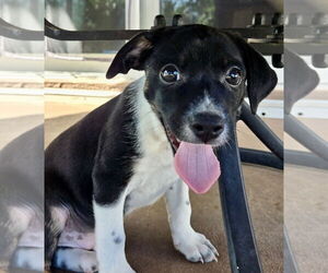 Beagle-Unknown Mix Dogs for adoption in Royal Palm Beach, FL, USA