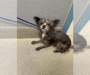 Mutt Dogs for adoption in Las Vegas, NV, USA