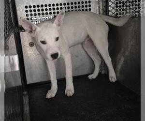 American Pit Bull Terrier-Unknown Mix Dogs for adoption in Texas City, TX, USA