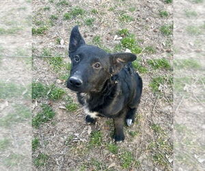 Mutt Dogs for adoption in Boston, MA, USA