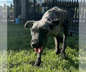 Mutt Dogs for adoption in Riverside, CA, USA