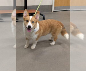 Cardigan Welsh Corgi Dogs for adoption in Forestville, MD, USA