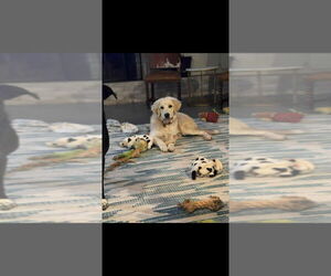 Great Pyrenees-Unknown Mix Dogs for adoption in Salt Lake City, UT, USA