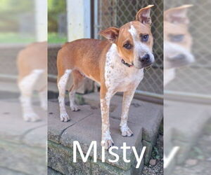 Red Heeler-Staffordshire Bull Terrier Mix Dogs for adoption in Mountain View, AR, USA
