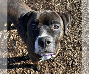 American Staffordshire Terrier-Labrador Retriever Mix Dogs for adoption in Techny, IL, USA