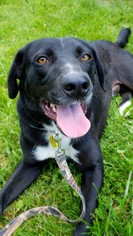 Labrador Retriever-Unknown Mix Dogs for adoption in Hornell, NY, USA