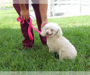 Poodle (Miniature) Dogs for adoption in Vero Beach, FL, USA