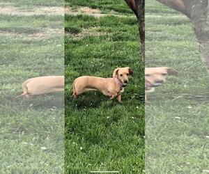 Dachshund Dogs for adoption in Charleston , WV, USA