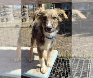Collie-Unknown Mix Dogs for adoption in Wakefield, RI, USA