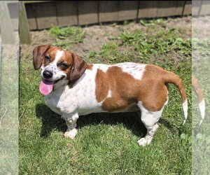 Bagle Hound Dogs for adoption in Brookville, OH, USA