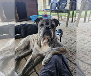 Miniature Bulldog Dogs for adoption in Rockaway, NJ, USA