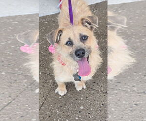 Border Terrier-Unknown Mix Dogs for adoption in Sanford, FL, USA