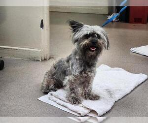 Mutt Dogs for adoption in Pasadena, CA, USA
